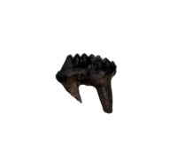 Multituberculate Mammal Tooth, Hell Creek Formation