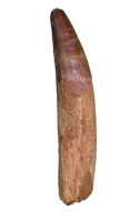 Rooted Spinosaurus Tooth