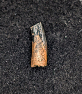 Mammal Tooth, Aguja Formation, Texas