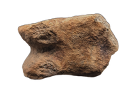 Huge Ornithomimid Toe