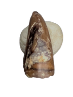 Juvenile Tyrannosaurus Rex Tooth