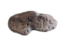 Near Complete Phytosaur Armor Scute, Chinle Formation