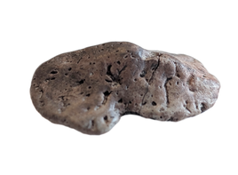 Near Complete Phytosaur Armor Scute, Chinle Formation