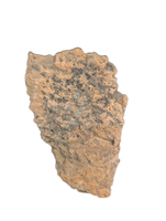 Triceratops Frill Section