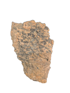 Triceratops Frill Section