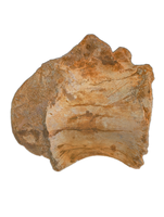 Huge Sigilmassasaurus(Spinosaurid) Neck Vertebra