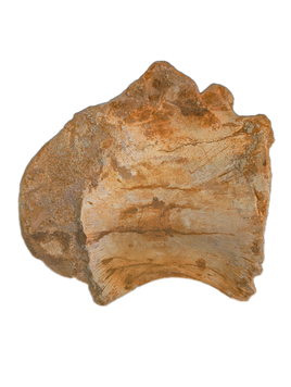 Huge Sigilmassasaurus(Spinosaurid) Neck Vertebra