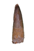 Spinosaurus Tooth