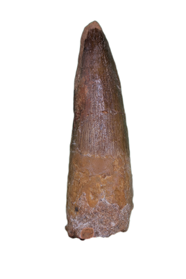 Spinosaurus Tooth