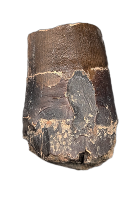 Ceratosuchus/Riparovenator (Baryonyx) Tooth, England, Early Cretaceous