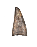Nanotyrannus Pre Max Tooth