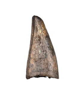 Nanotyrannus Pre Max Tooth