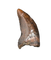 Nanotyrannus Tooth