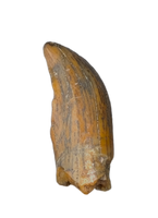 Noasaurid Pre Maxilla Tooth, Kem Kem