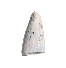 Early Tetrapod or Lobed Finned Fish Tooth, Ketleri Formation, Late Devonian