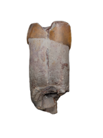 Rooted Phytosaur Tooth, Chinle Formation