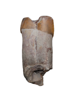 Rooted Phytosaur Tooth, Chinle Formation
