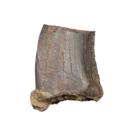 Tyrannosaur Tooth, Judith River Formation