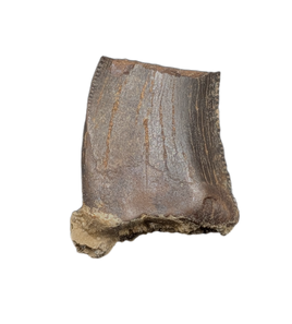 Tyrannosaur Tooth, Judith River Formation