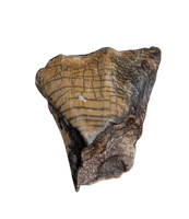 Ouranosaurus Tooth