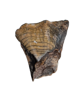 Ouranosaurus Tooth