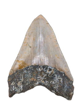 Megalodon Tooth
