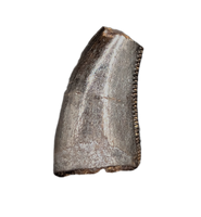Dromaeosaur Tooth, Two Medicine Formation.