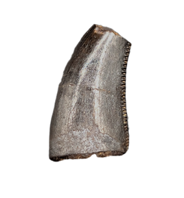 Dromaeosaur Tooth, Two Medicine Formation.