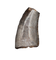 Dromaeosaur Tooth, Two Medicine Formation.