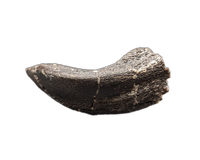 Camarasaurus Tooth