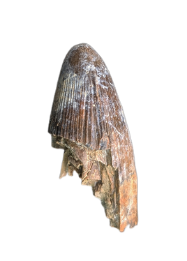 Deinosuchus (Crocodile) Tooth from Texas