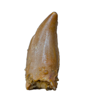 Noasaurid Pre Maxilla Tooth, Kem Kem