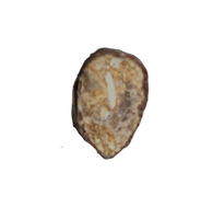 Juvenile Tyrannosaurus Rex Tooth