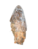 Deinosuchus (Crocodile) Tooth from Texas