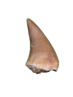 Halisaurus (Mosasaur) Tooth