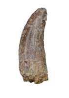 Ceratosaurid Tooth from the Mid Jurassic, Madagascar