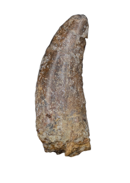 Ceratosaurid Tooth from the Mid Jurassic, Madagascar