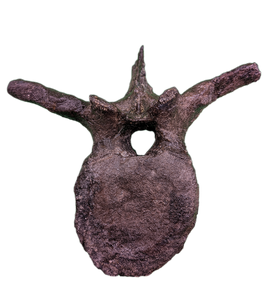 Camptosaurus Vertebra, Morrison Formation