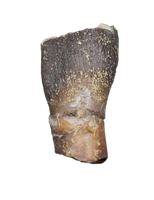 Archaeodontosaurus Tooth from the Mid Jurassic, Madagascar