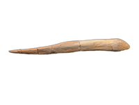 Struthiomimus Fibula
