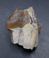 Titanothere(Megacerops) Tooth,  Brule Formation