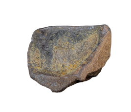 Leptoceratops Tooth from the Lance Formation