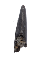 Theropod Tooth,  Morrison Formation