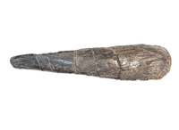Large Spicomellus (Ankylosaur) Spike, El Mers Formation