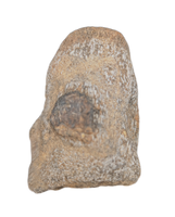 Mosasaur Vertebra, Cretaceous of Texas