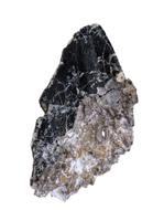 Turiasauria (Sauropod) Tooth, El Mers Formation