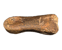 Theropod (Dromaeosaur ?) Toe Bone, Hell Creek