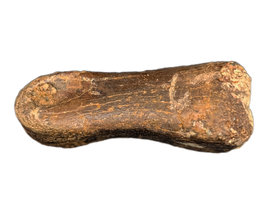 Theropod (Dromaeosaur ?) Toe Bone, Hell Creek