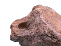 Hadrosaur (Parasaurolophus?) Tail Vertebrae from the Kaiparowitz Formation of Utah.