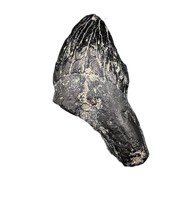 Archaic Whale Tooth (Agorophius?), 29-30 Million Years Old